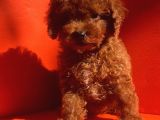 MUHTEŞEM GĞZELLİKTE TOY POODLE YAVRULARIMIZ