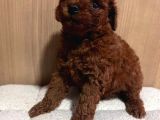 Toy poodle red brown