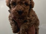 MÜKEMMEL KALİTE RED BROWN TOY POODLE YAVRUARIMIZ