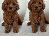 Kıpkırmızı Toy poodle yavrular