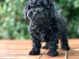 ÇOK ÖZEL SİYAH TOY POODLE YAVRULARIMIZ