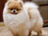 Test Kedi