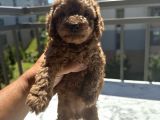Tatlı mı Tatlı Toy poodle oğlumuz jack