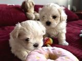 BEMBEYAZ MALTESE TERRIER YAVRULARIMIZ