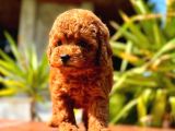Toy Poodle Hera